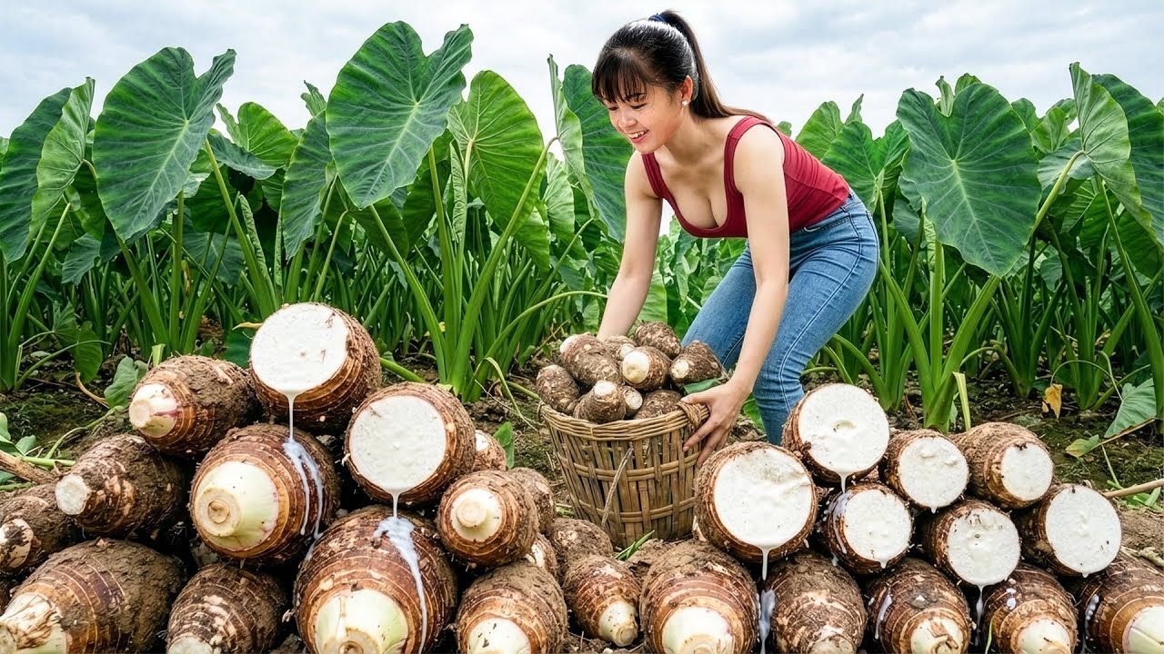 [TIMELAPSE] -- 266 Days Harvesting A Lot Of Taro, Sweet Potatoes, White Radishes Go To Sell