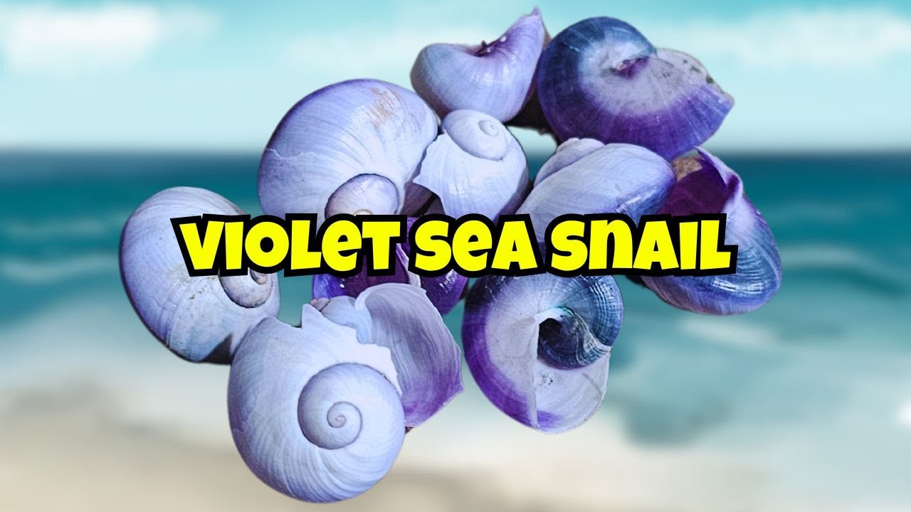 BUCKET LIST Seashell: The Violet Sea Snail 👀