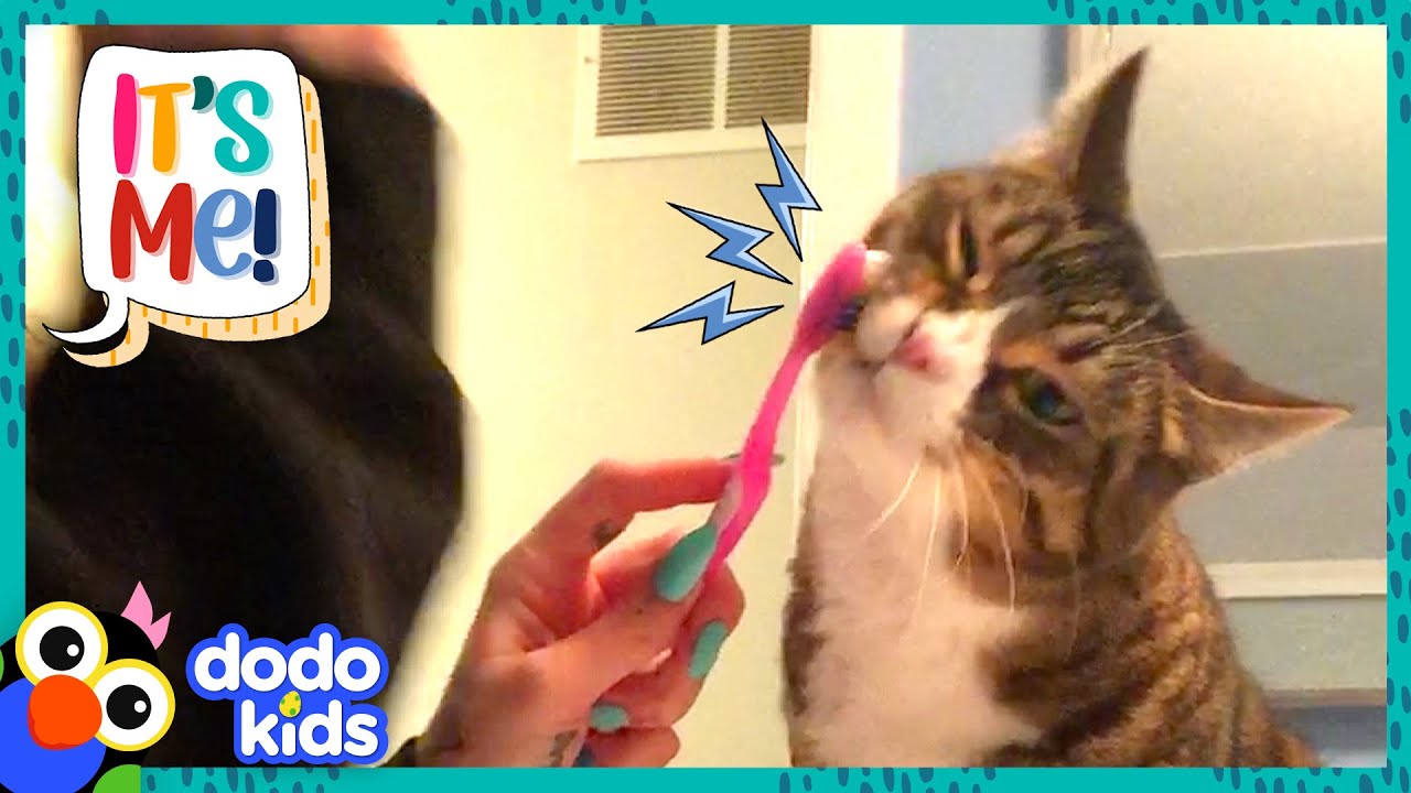 Milo The Cat Has To Do Everything His Mom Does | It's Me | Dodo Kids