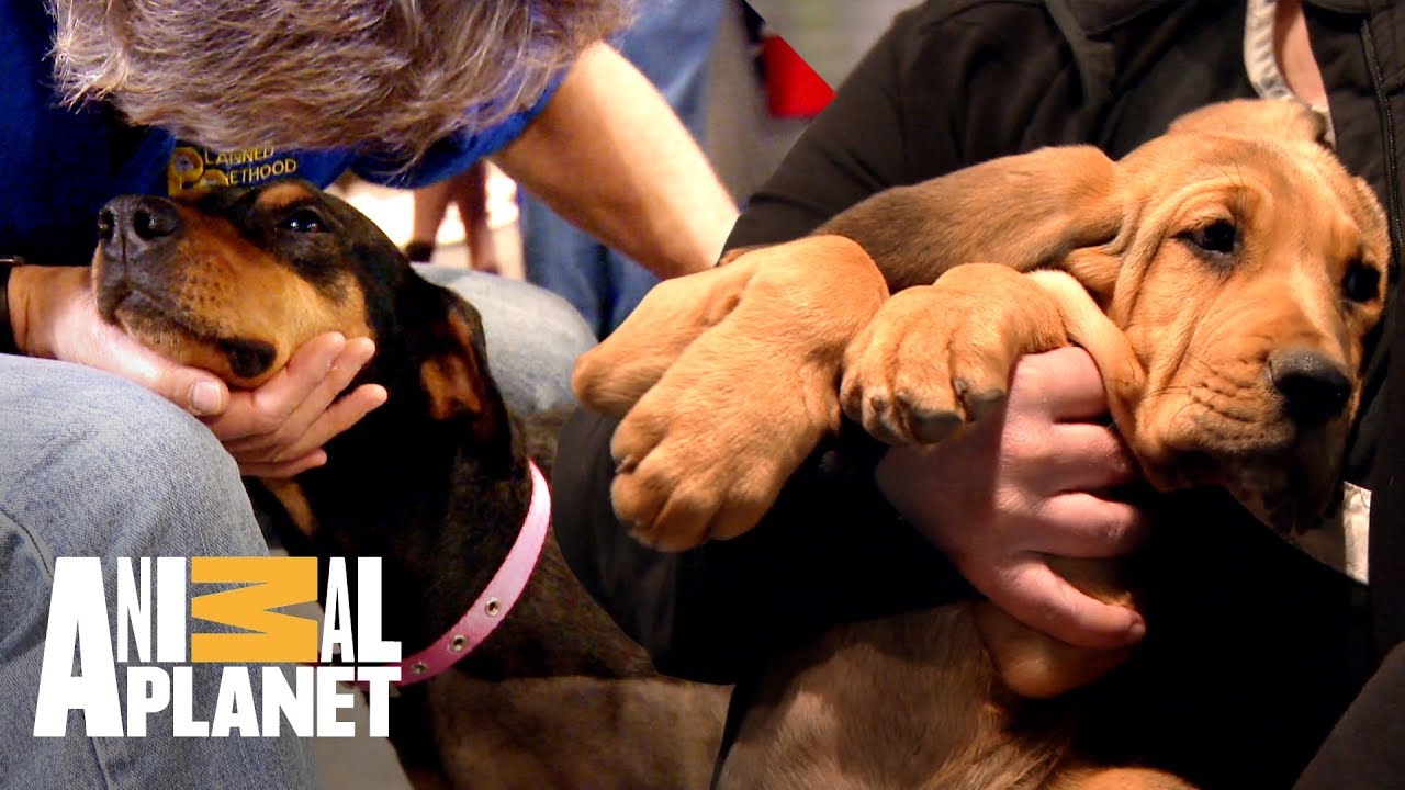 Você vai se apaixonar por esses cachorros | Veterinário das montanhas | Animal Planet Brasil