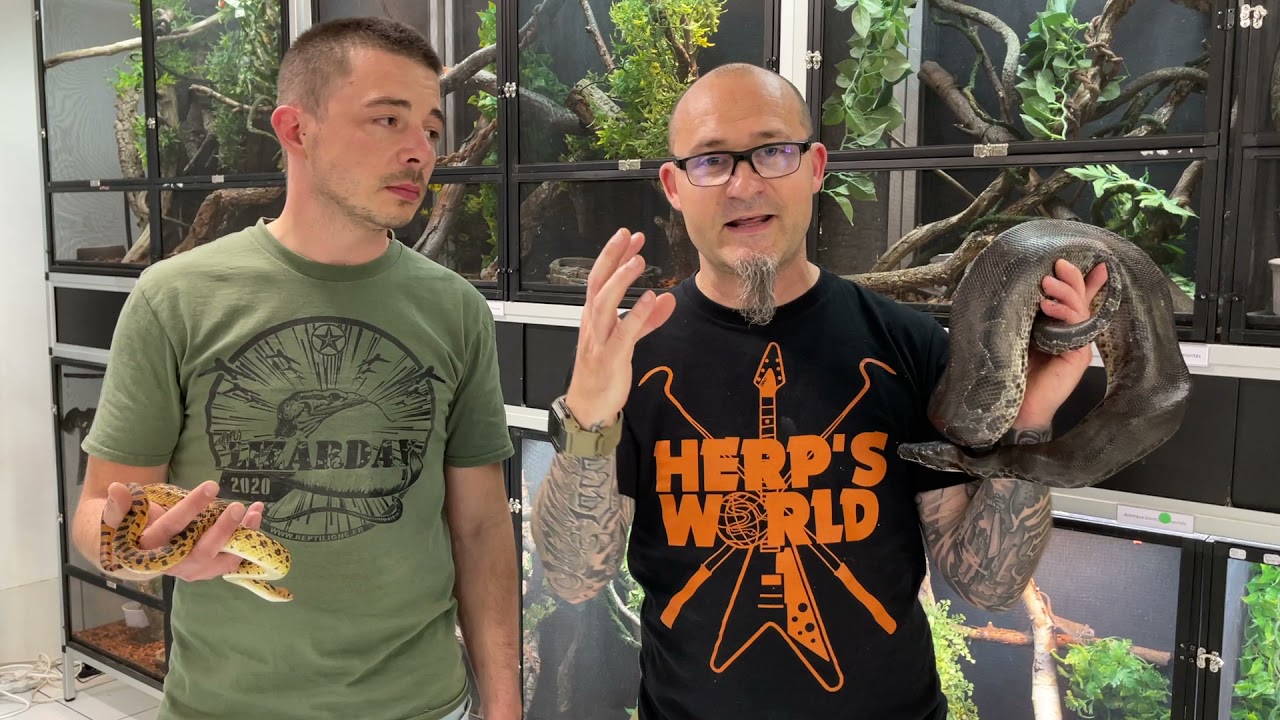 Comment bien nourrir son serpent ? C'est dans Herp's World jeudi 6 mai &agrave; 19H en live !