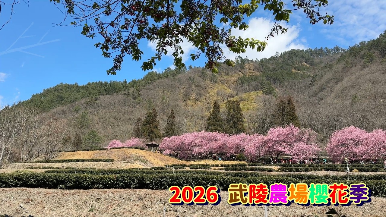 2026/02/25  武陵農場櫻花季