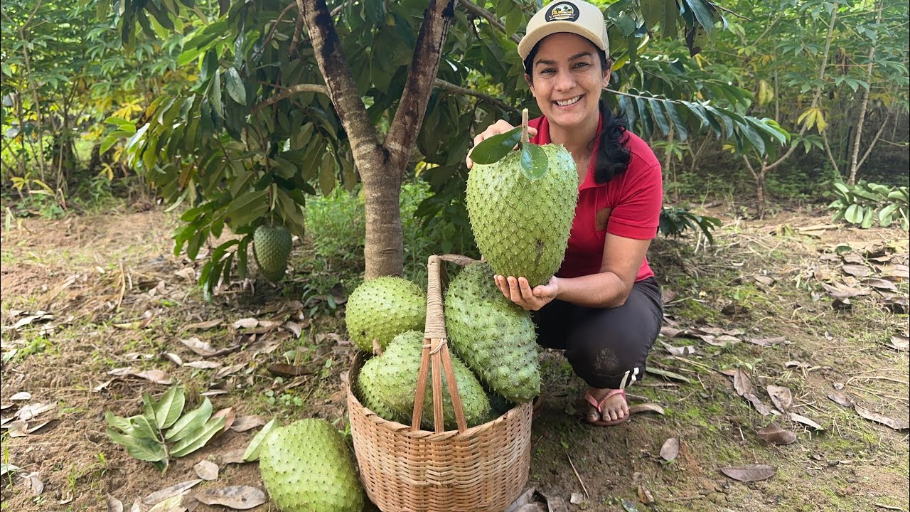 Tempo das graviolas, colhendo graviolas saudáveis para umas das melhores receitas da fruta.