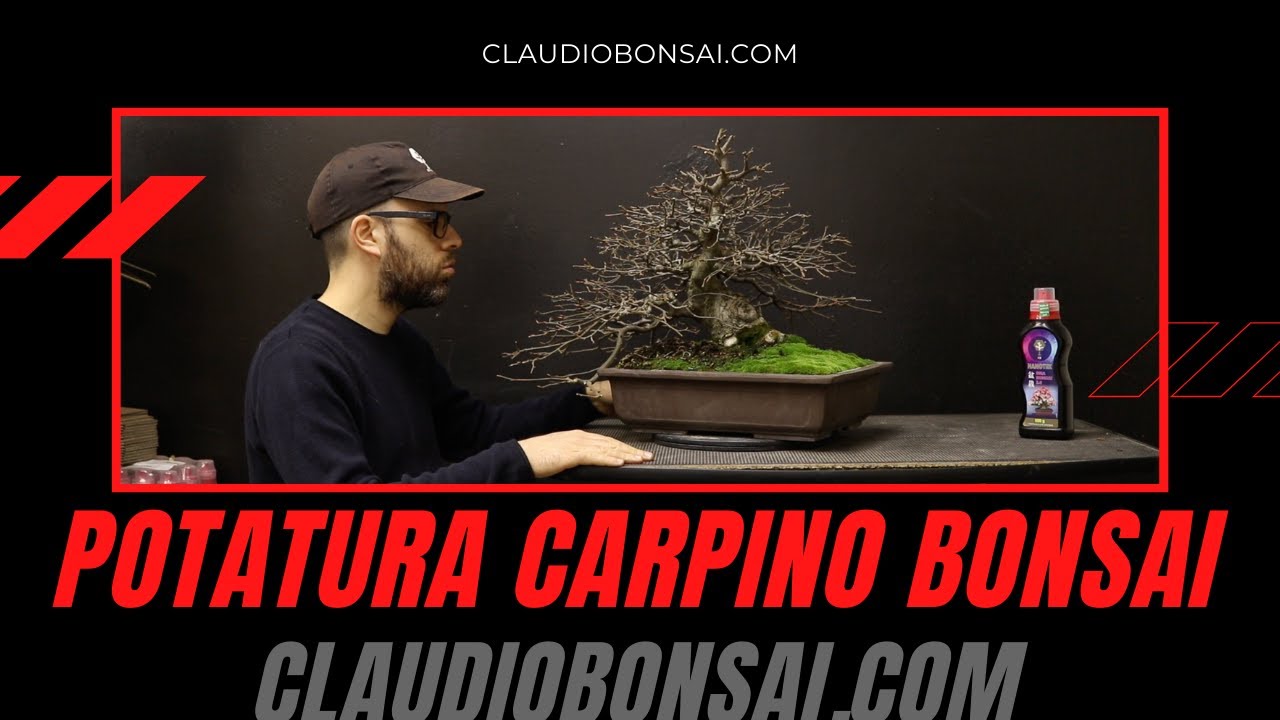 POTATURA AUTUNNALE CARPINO BONSAI 2021