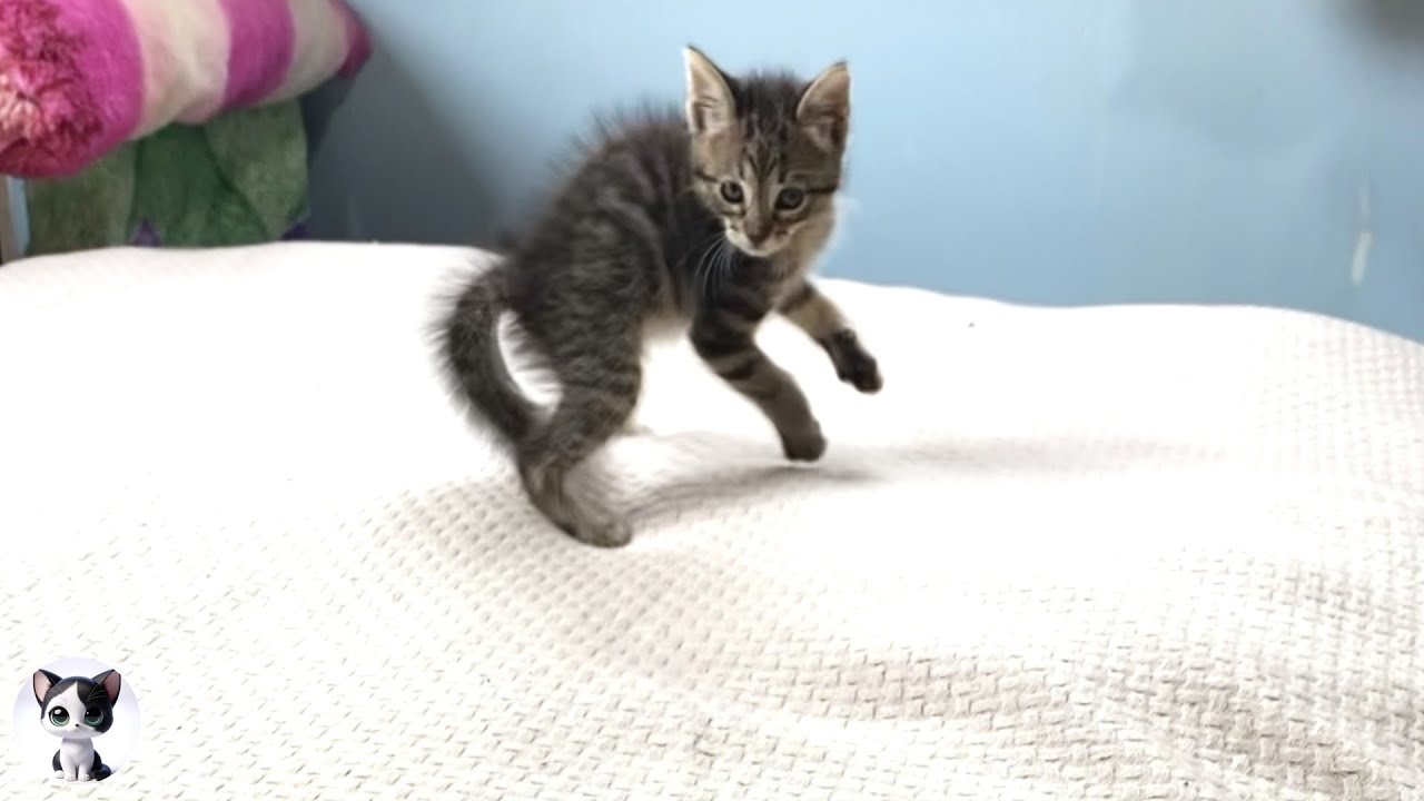 Самый свирепый котенок в мире здесь...