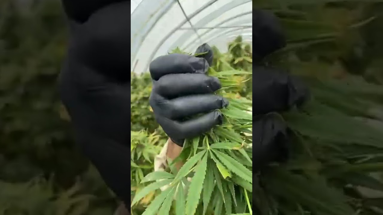 COULISSES : &eacute;pisode 3 🌿 Comment bien couper la plante ?