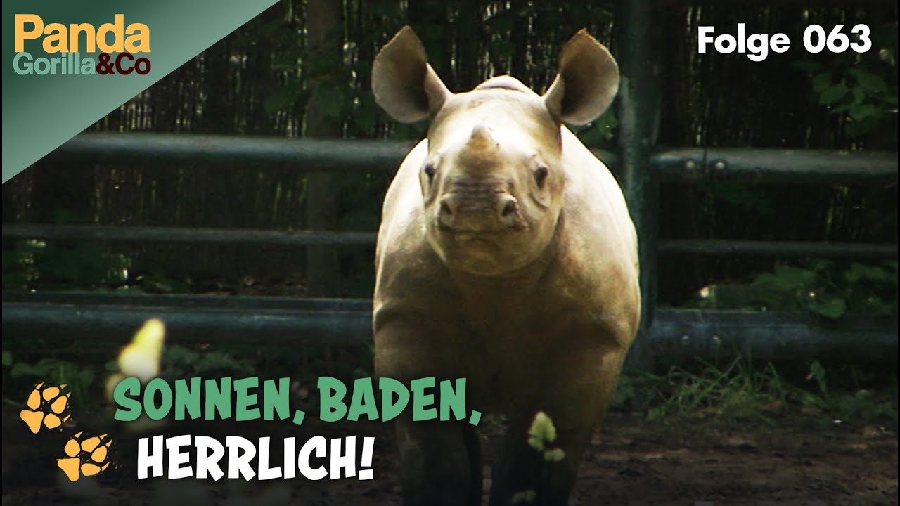 Wellnesstag im Zoo: Massage für die Nashörner und Zahnarztbesuch für Knut | Panda, Gorilla & Co.