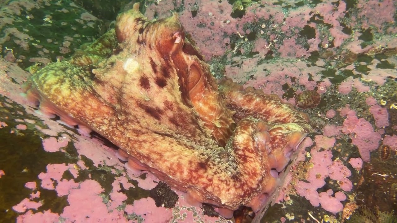 Octo Encounter 1