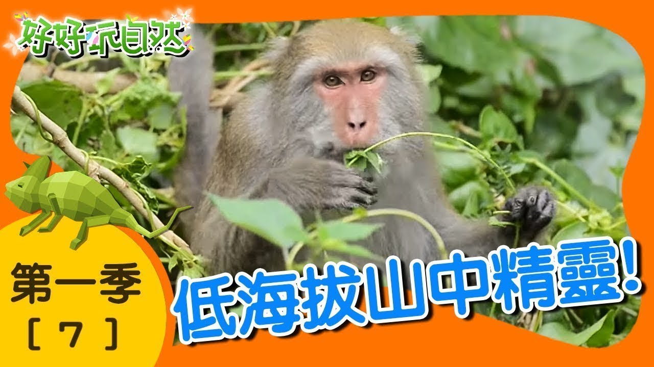 【低海拔山中精靈】好好玩自然｜第7集_第一季｜柳丁哥哥 阿峰老師｜生態探索｜YOYO