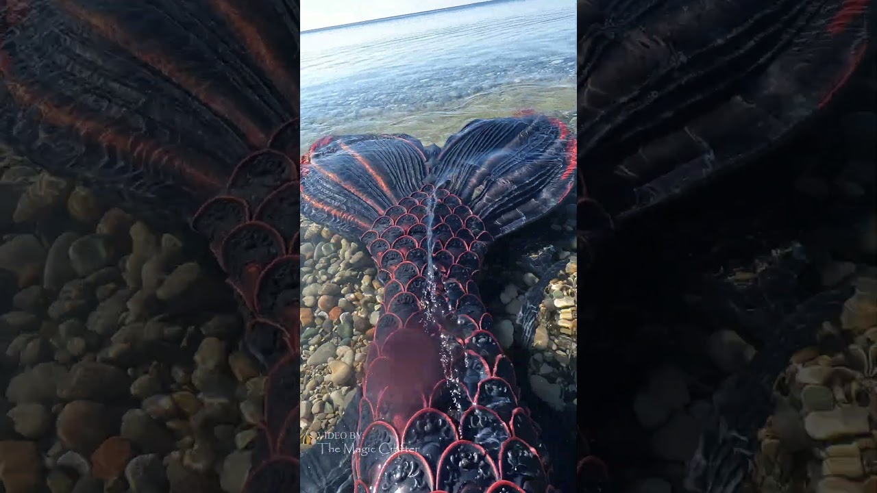 Mermaid Shadow's beautiful colorshifting mermaid tail!