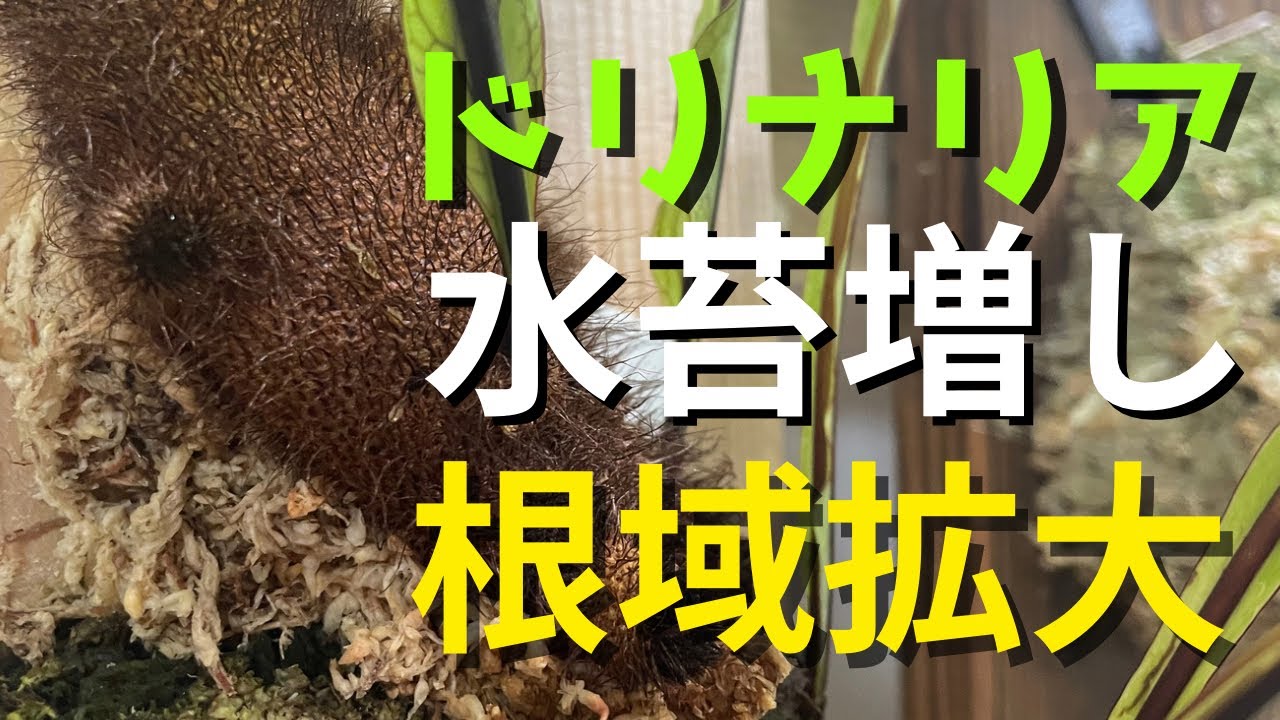 成長したドリナリアの根茎に苔増しして、根域を広げよう！