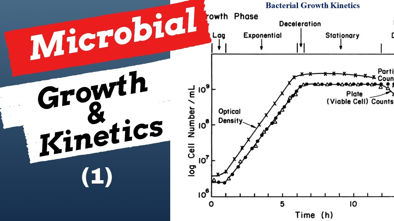 Microbial Growth & Kinetics(1)| Explained| Bioprocess & Biochemical Engineering