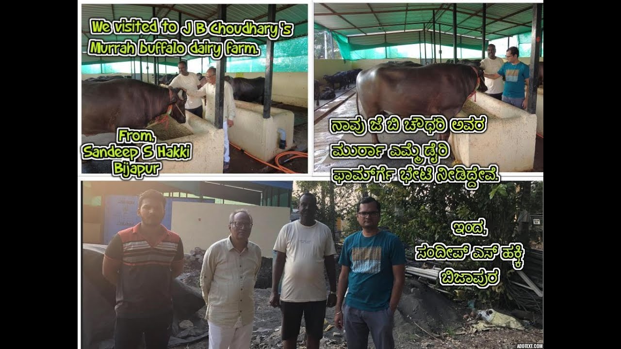 ಶ್ರೀ ಜೆ ಬಿ ಚೌಧರಿಯವರ ಮುರ್ರಾ ಡೈರಿ ಫಾರ್ಮ್‌ | Sri J B Choudhary's #murrahbuffaloes dairy farm