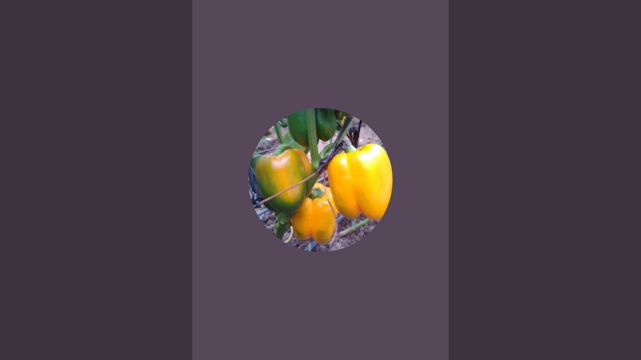 Thomas the farmer is live!