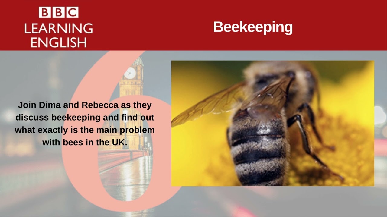 Beekeeping. | 6 Minute English.