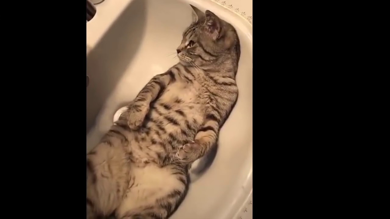 Katzen Alltag Schlafen-Jagen-Spielen du wirst es nicht Glauben was du siehst