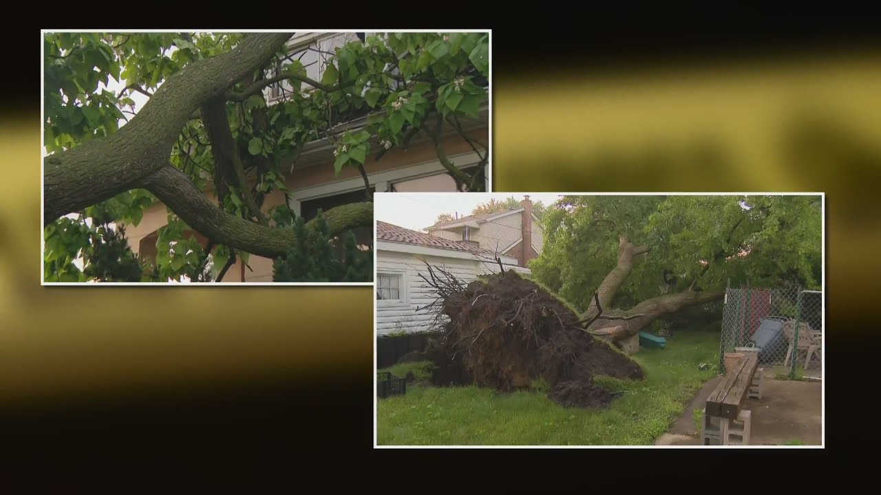 Severe storm downs trees in Stickney and Berwyn, Illinois
