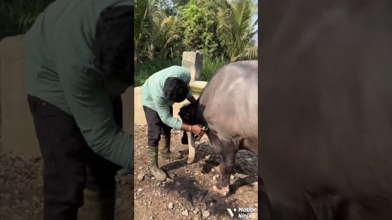 Bhes ne tola padiya to ana val kathvana che ana mate video banaviyo che
