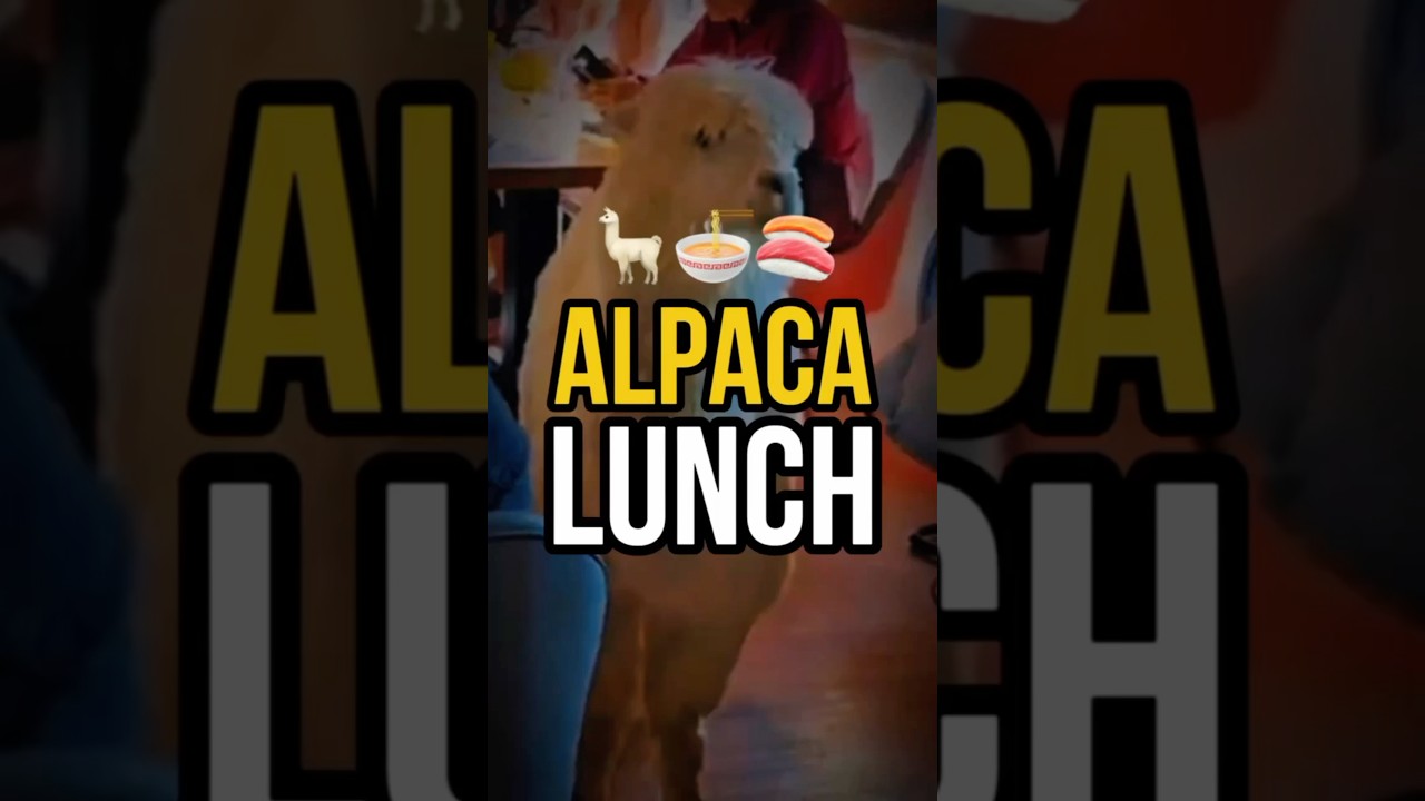 Would you like to pet them? 🦙#alpacas #cafe #taipei #diningexperience #businessideas