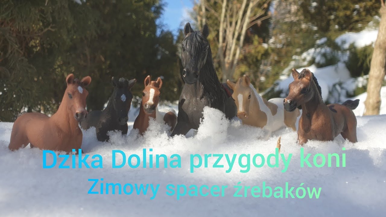 Dzika Dolina przygody koni odc 2 Zimowy spacer źrebaków 🐎❄️