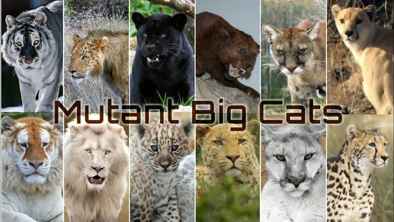 Mutant Big Cats |                                           Tiger,Lion,Jaguar,Leopard,Cheetah,Cougar