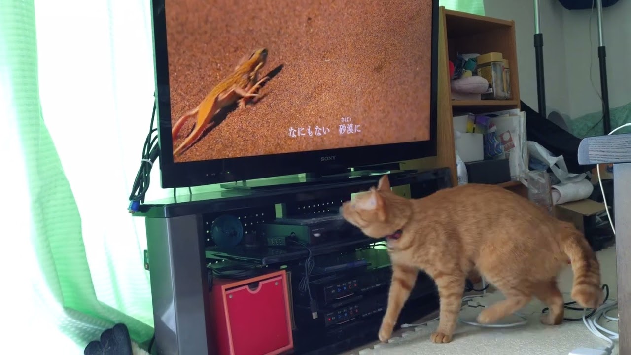 デーモン閣下の歌が好きな猫〜砂漠のトカゲ🦎〜　 #cat #cute #茶トラ女子#0655 #砂漠のトカゲ #デーモン閣下