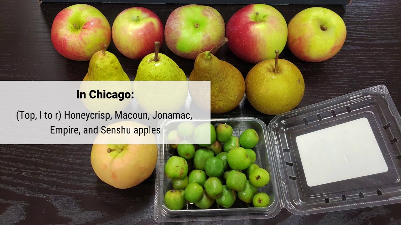 October Featured Fruit Week 1 | The FruitGuys
