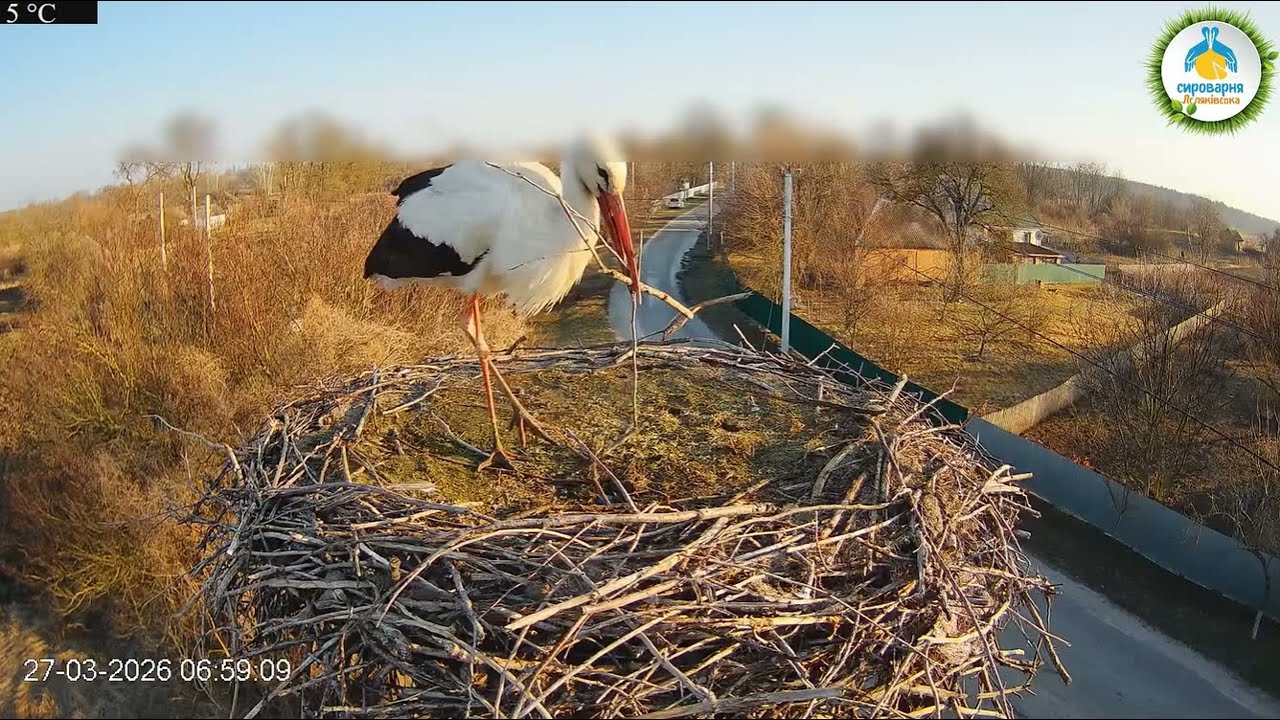 Лелека Грицько - White Stork  - UA- 27 03 2026