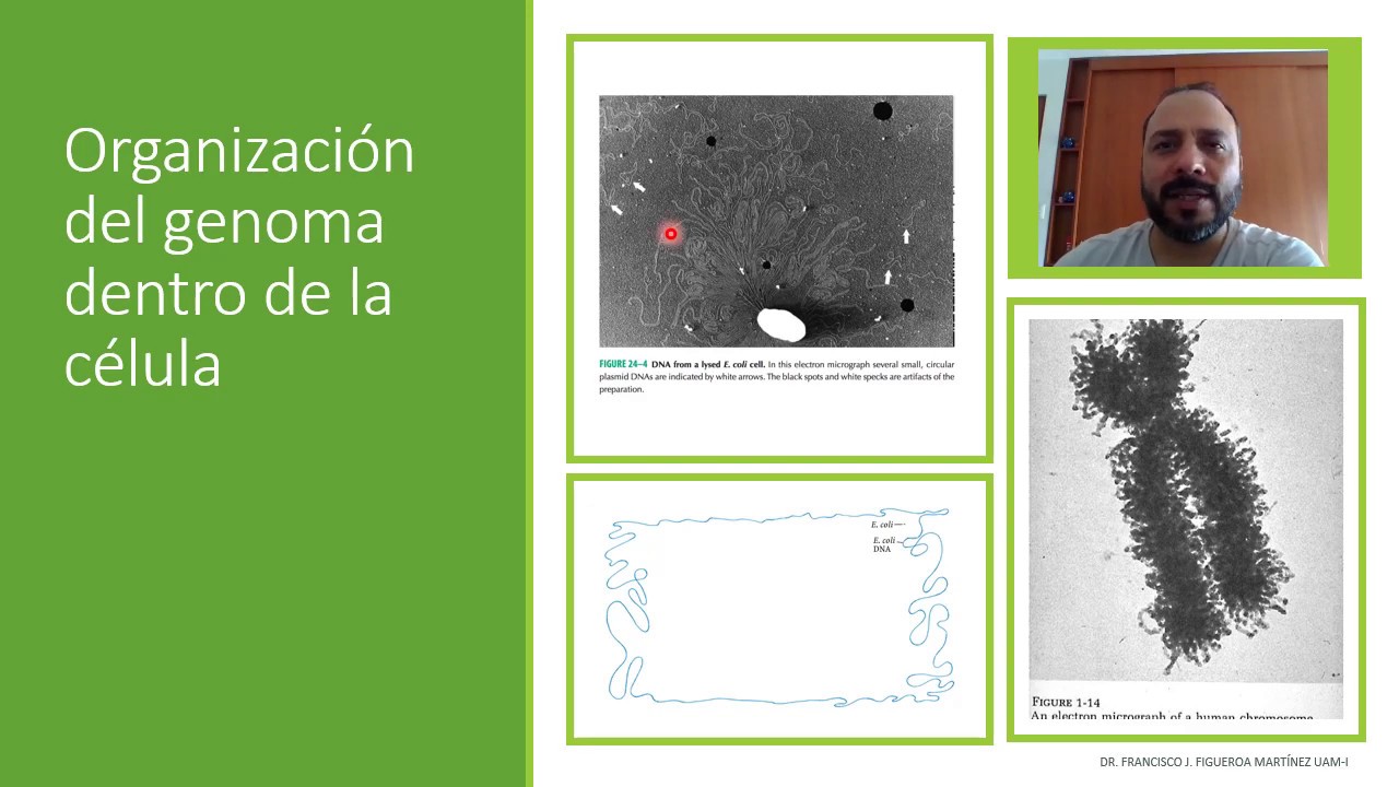 Organización del DNA
