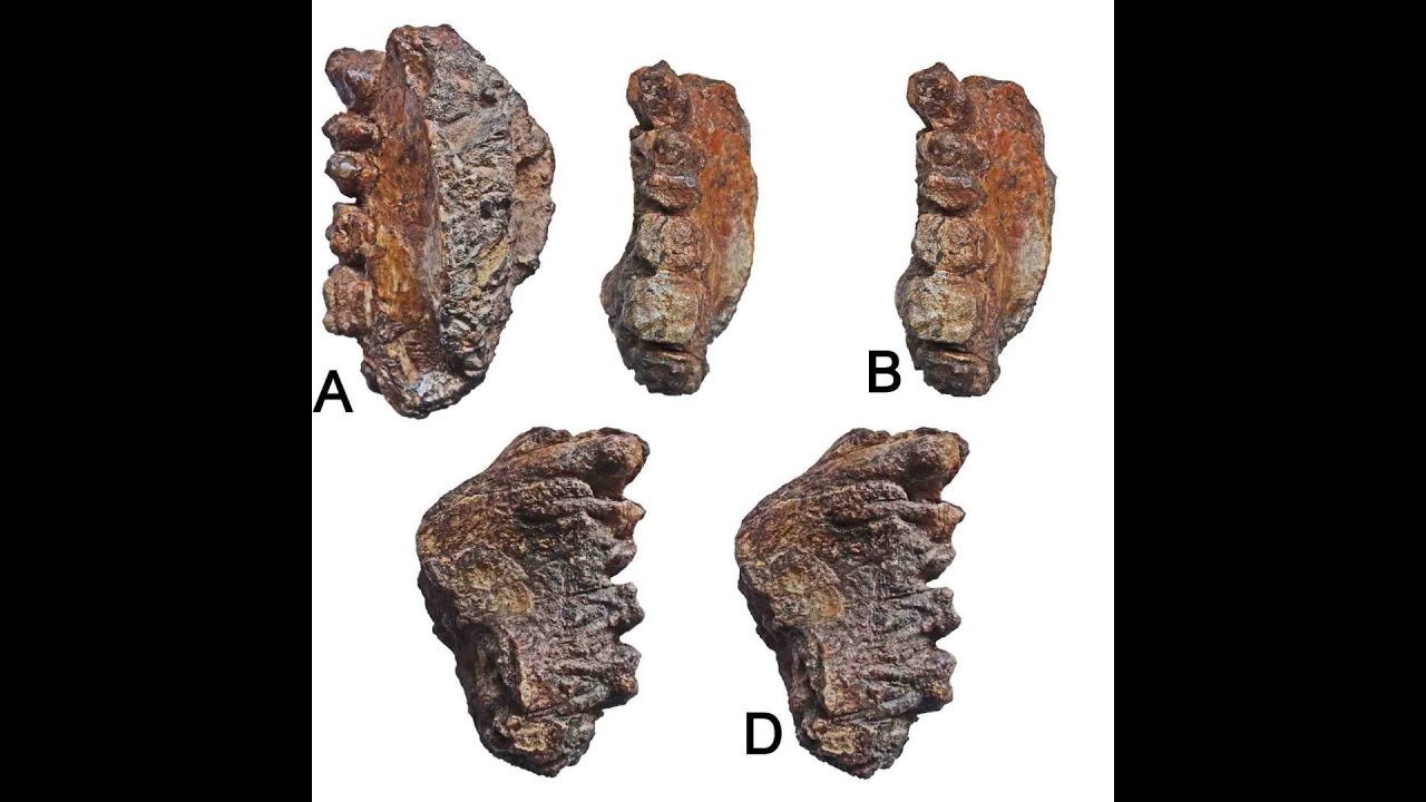 First - Ever Hominoid Ape Fossils Discovered In Peninsular India