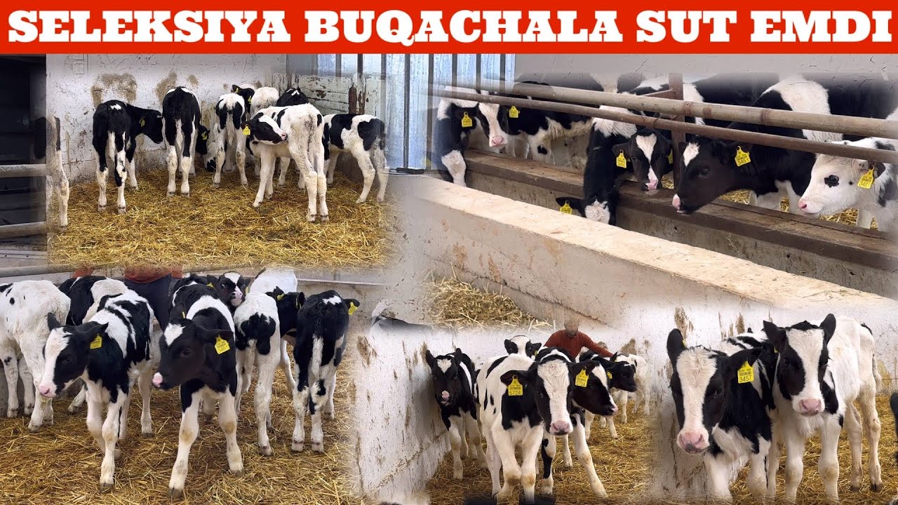 QAYNAR😳BULOQ FERMASIDAN🥛SUT E. YANGI P UDAR🔥BUZOQLAR KELDI NARXLAR ARZON✊🏃