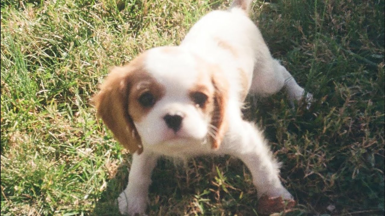 Bought a puppy through craigslist