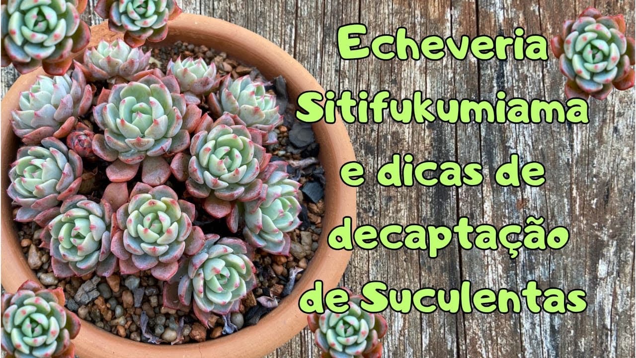 Echeveria Sitifukumiama e dicas de decaptacão de suculentas.