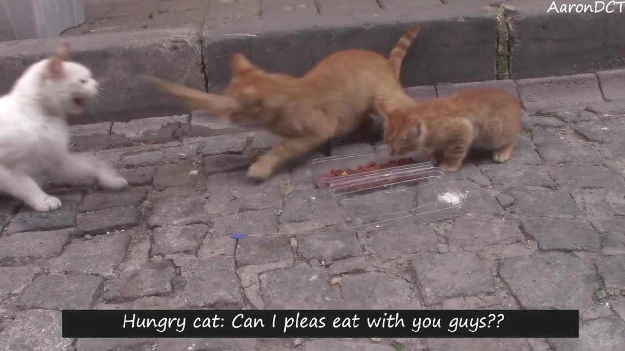 Mom cat rescue her kitten from hungry male