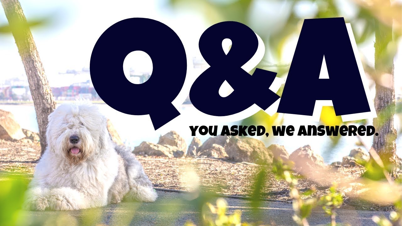 Q&A┃Old English Sheepdog┃Ed&Mel