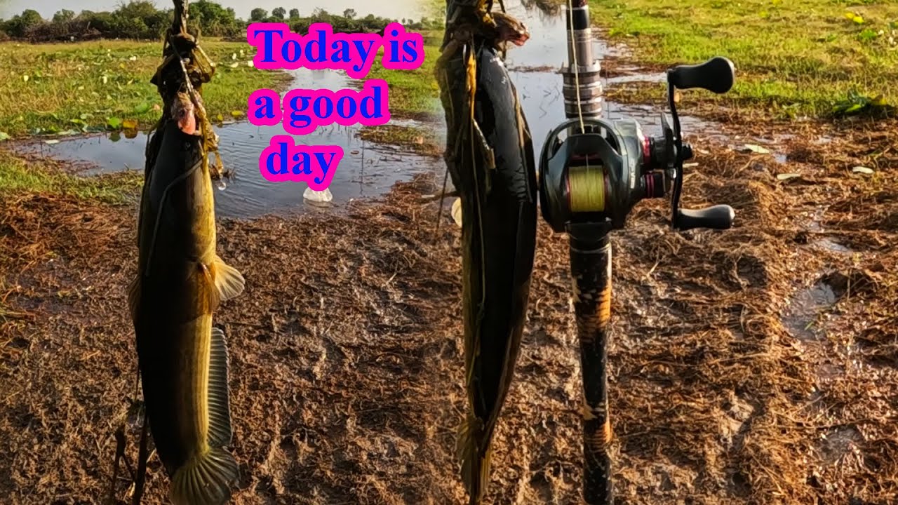 Snakehead fishing: today is a very good day, the result total was fish.