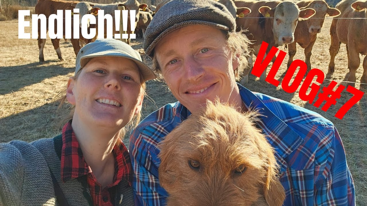 FarmVlog #7 Endlich kommen die Rinder!