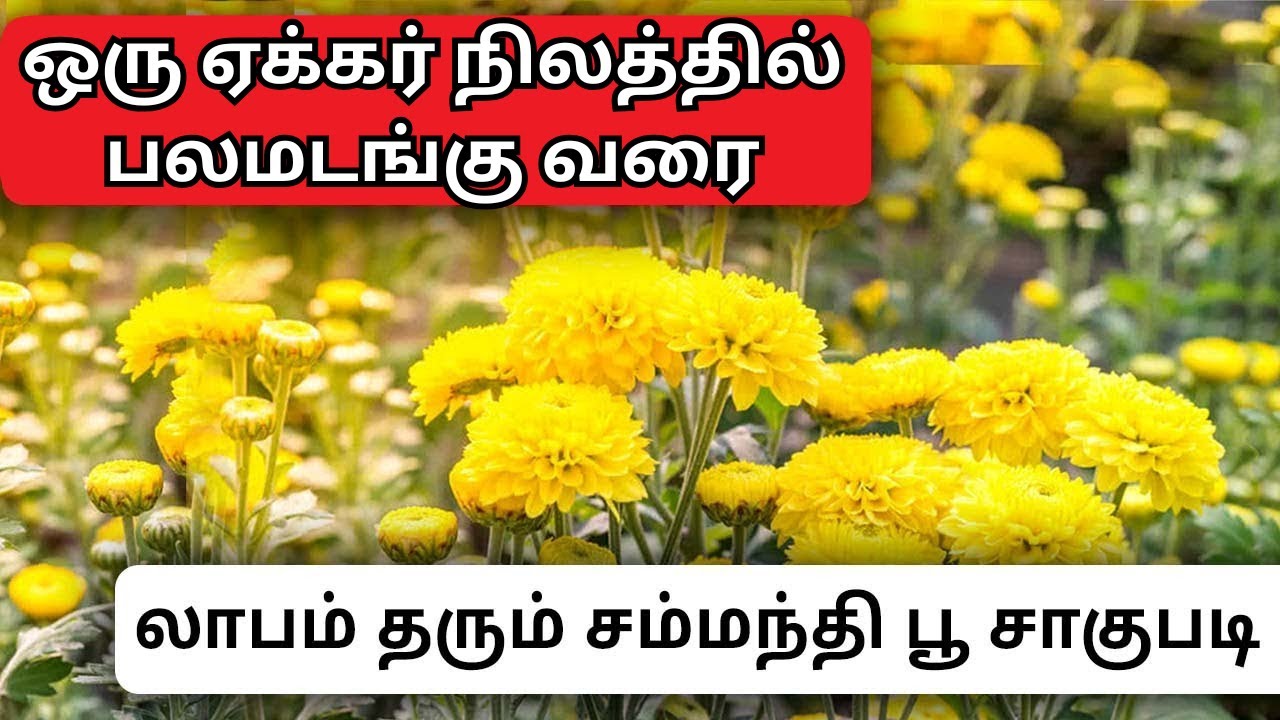 சாமந்தி பூ வளர்ப்பில் வெற்றி பெற இது தான் வழி! | High Demand Flower Farming Tamil