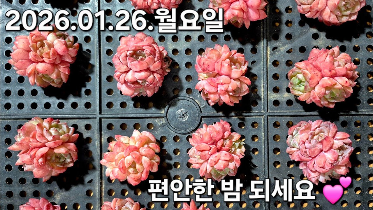 고양 구름다육 라이브 방송