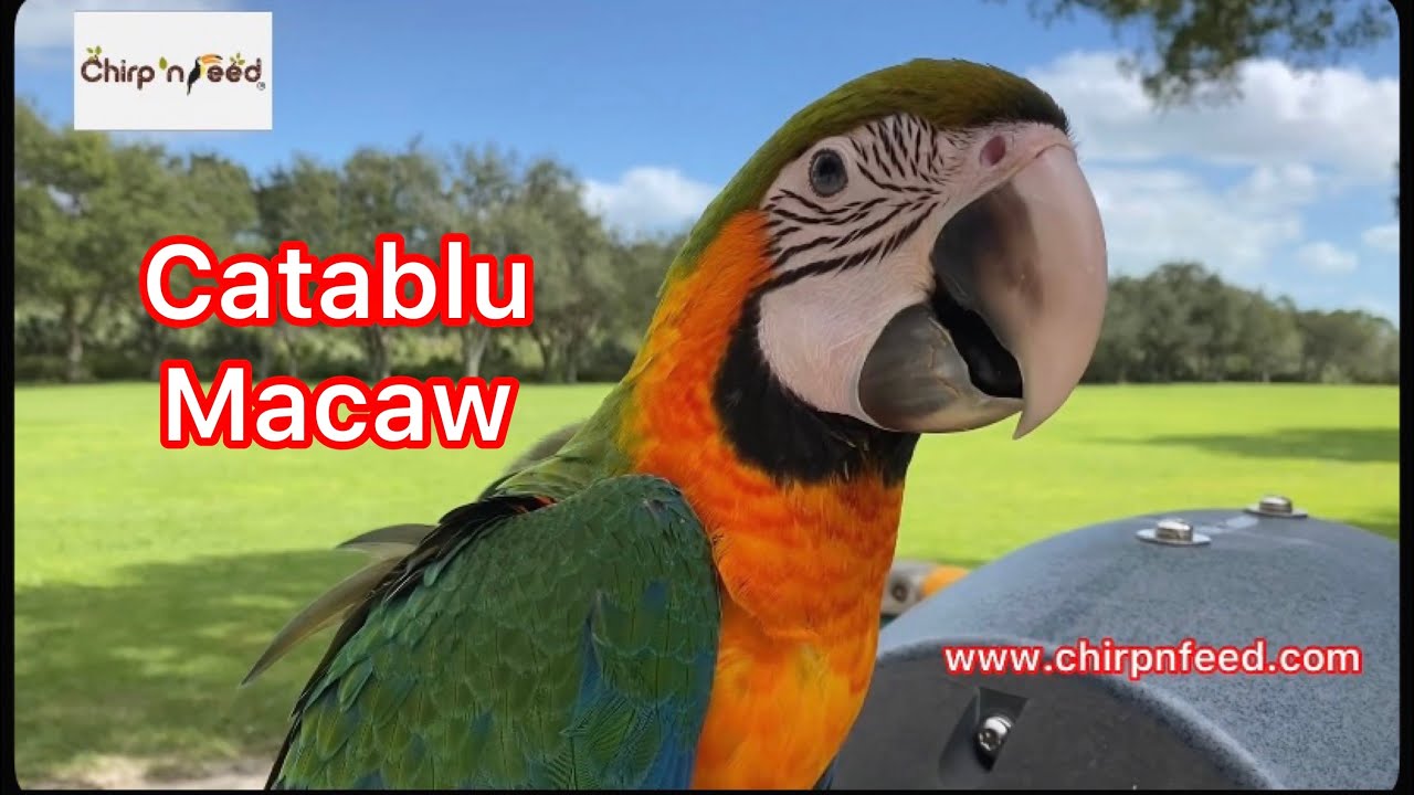 Catablu Macaw (Catalina X Blue and Gold Hybrid Macaw)