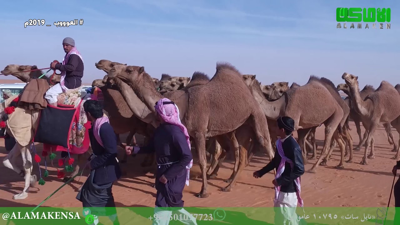 مسيرة منقية بداح حماد آل مطرف الخييلات الدوسري