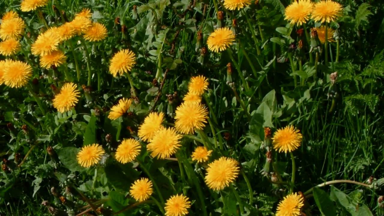 Common Wild Flowers of Britain and Ireland