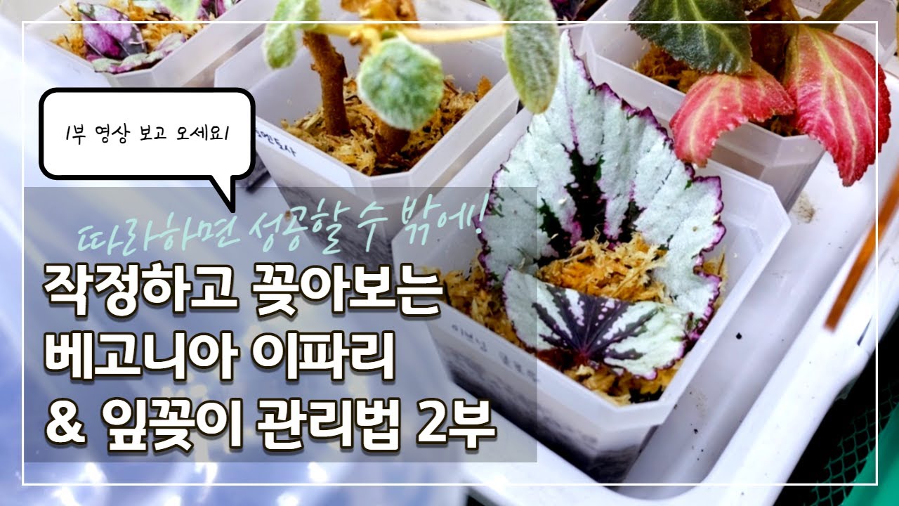 베고니아 잎꽂이 성공률 높이는 법 2부 I 번식이 잘 되는 베고니아 늘려봅시다! I 잎이 화려한 실내 식물 베고니아 식구 늘리기