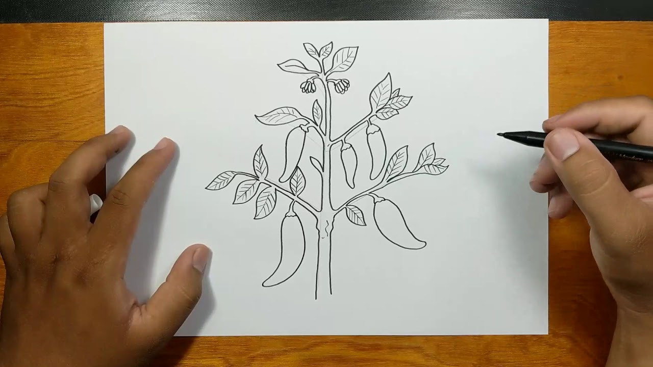 How to draw and coloring CHILI TREE step by step