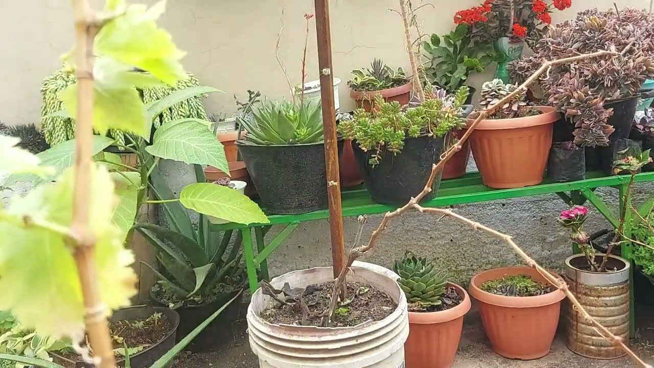 PODA de UVA en MACETA