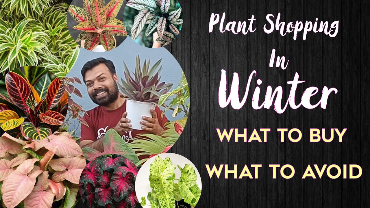 Avoid These Plants In Winter/Shop These Plants In Winter/Winter Plant Shopping