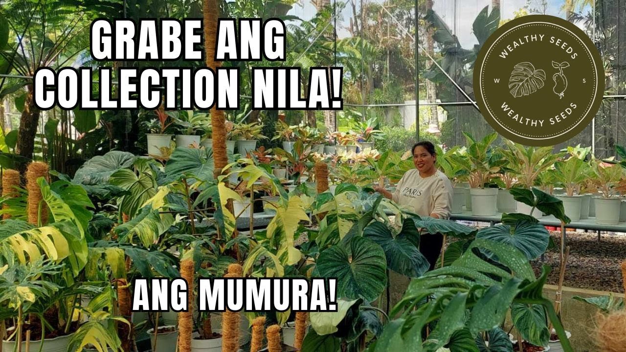 PLANT HUNTING SA QUEZON | HIDDEN PARADISE NG MGA RARE PLANTS!