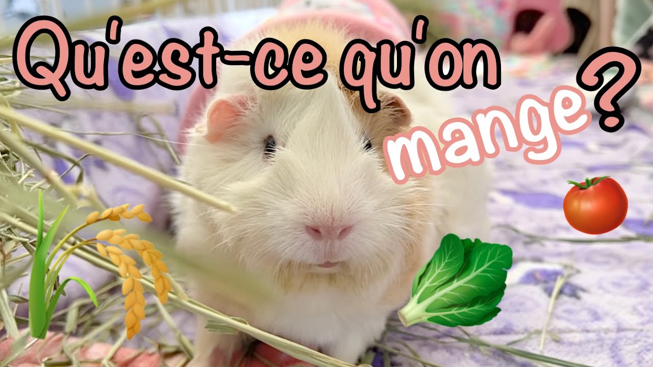 Ce que mes cochons d'Inde mangent en une journée!