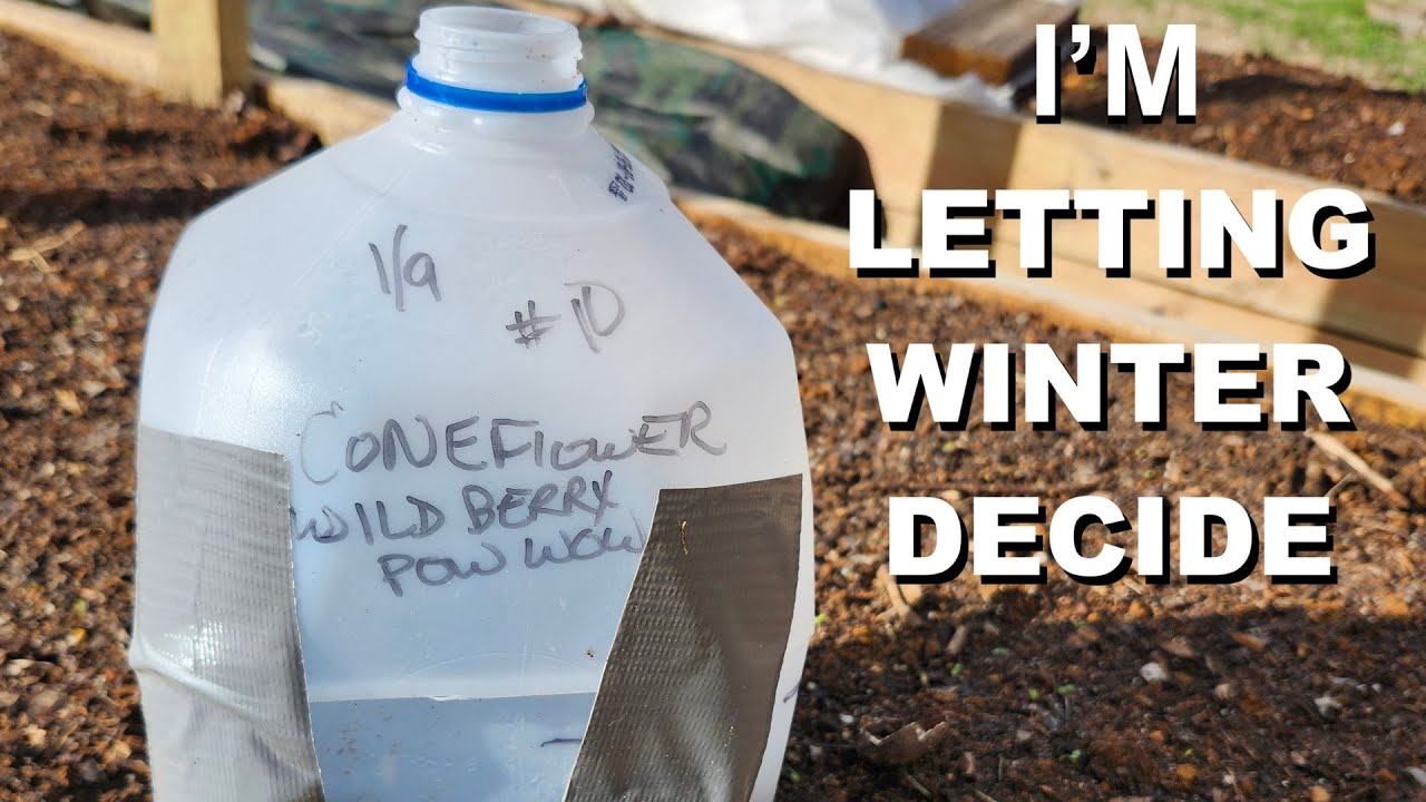 Let Winter Decide | Winter Sowing Without Grow Lights