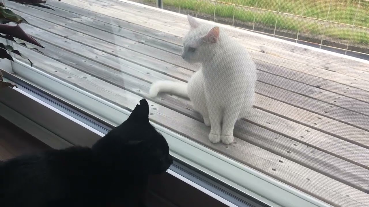 Black Cat Meets a Mysterious White Cat for the First Time 